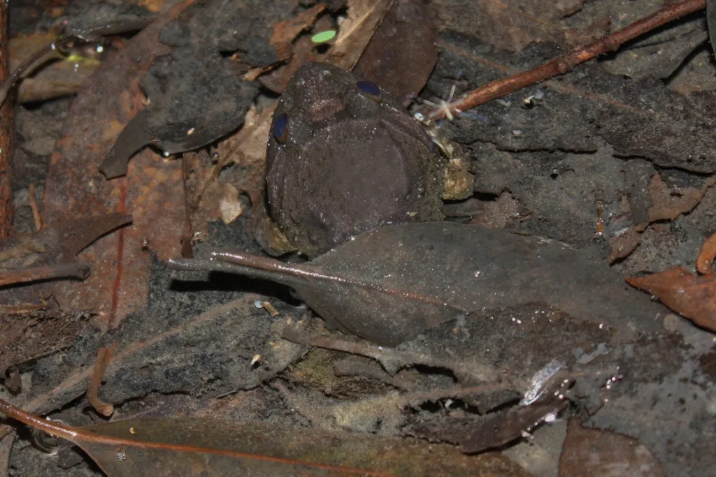 Rana de Cabeza Grande de Fujian