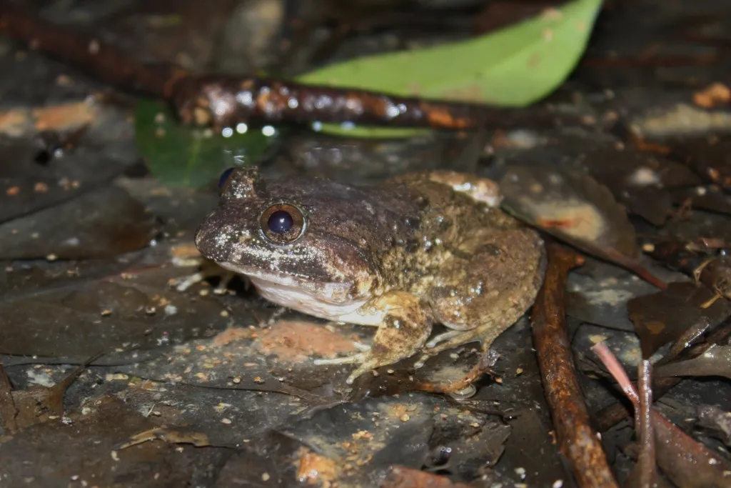 Rana de Cabeza Grande de Fujian