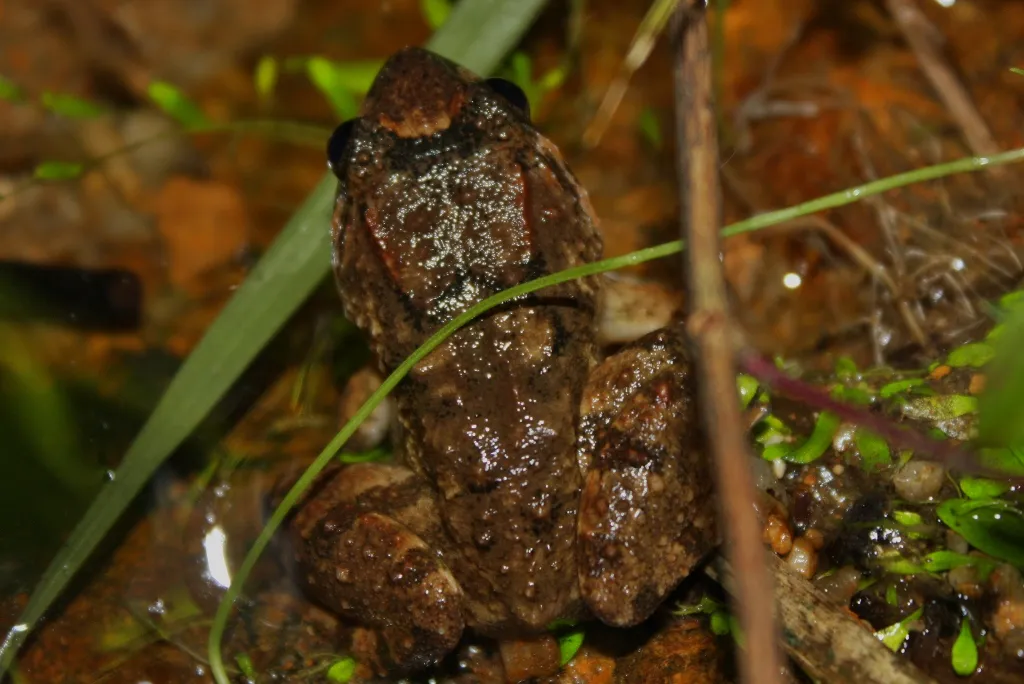 Rana de Cabeza Grande de Fujian