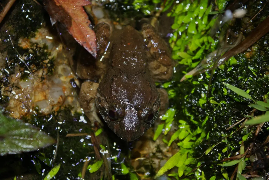 Rana de Cabeza Grande de Fujian