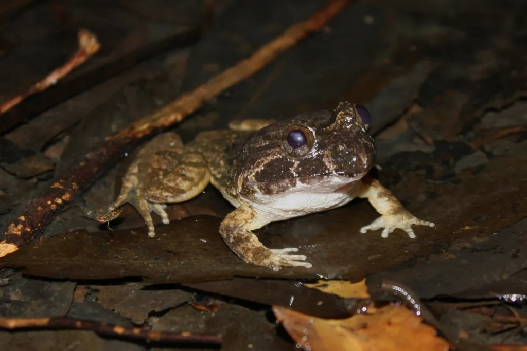 Rana de Cabeza Grande de Fujian