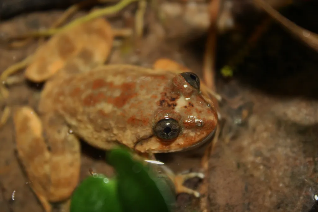 Kuhl's Stream Frog