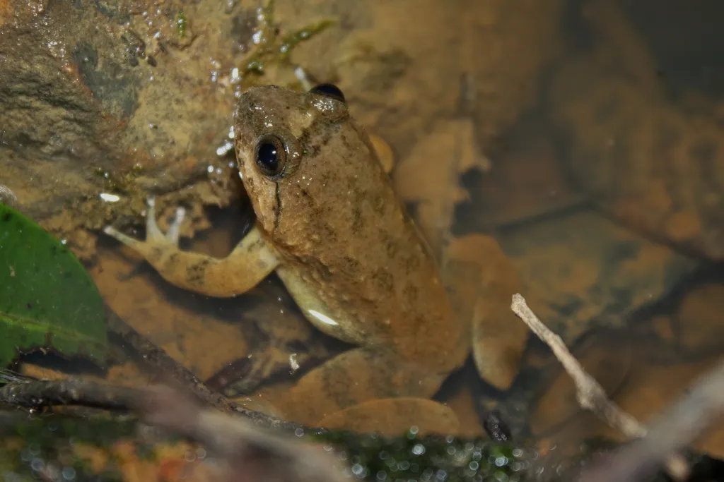Kuhl's Stream Frog
