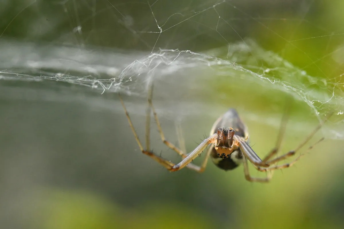 Linyphia triangularis