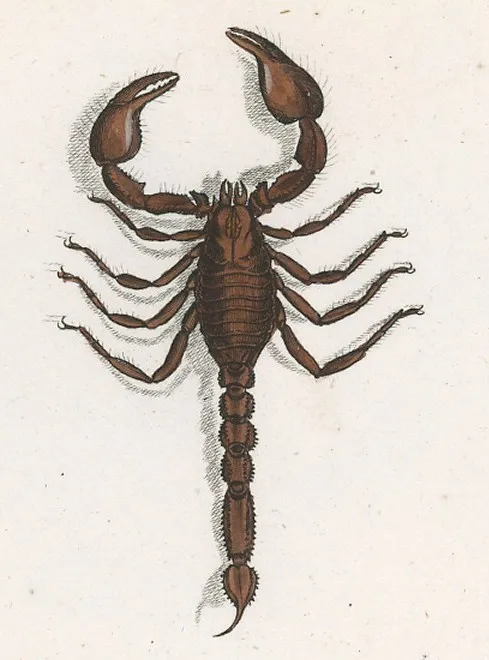 Liocheles australasiae