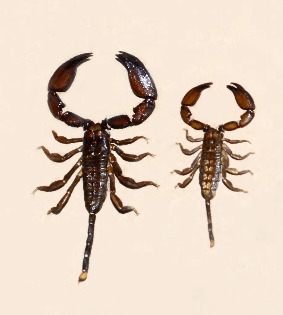 Malaysian Tinybrown Scorpion