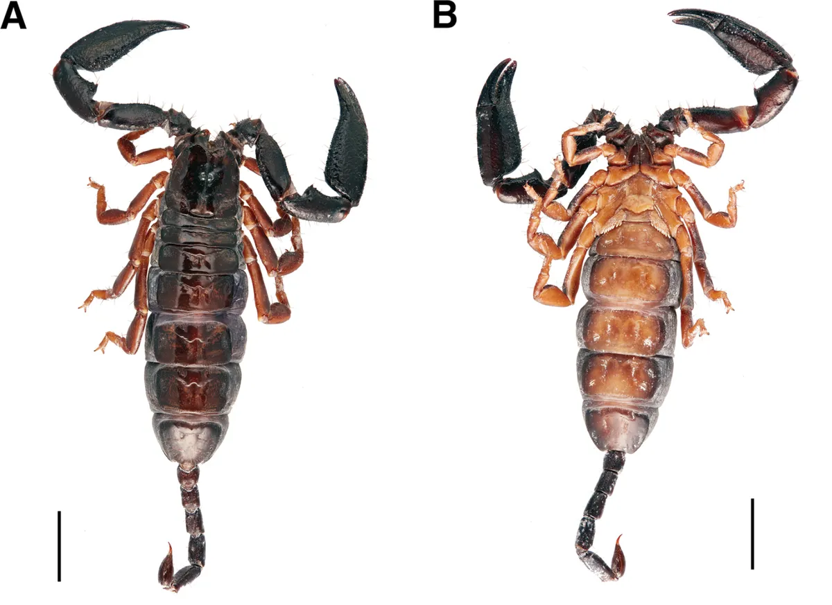 Malaysian Tinybrown Scorpion
