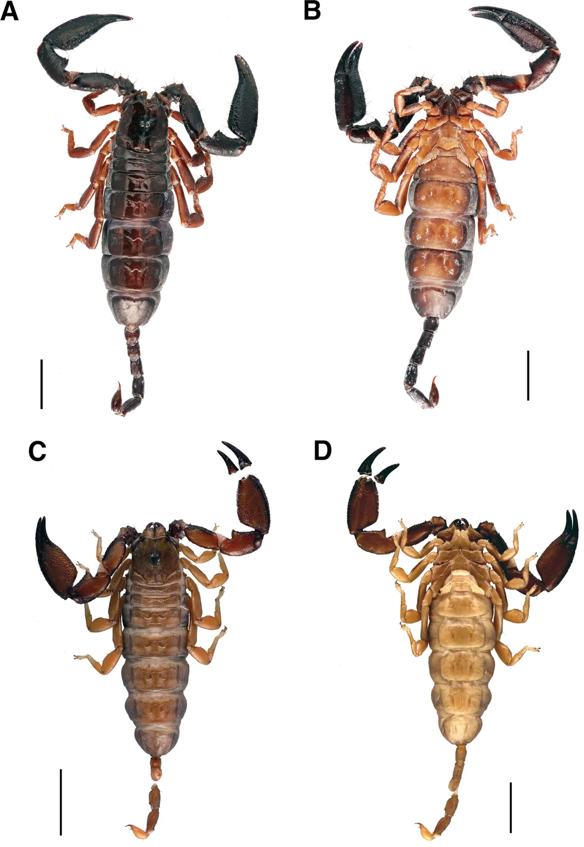 Malaysian Tinybrown Scorpion