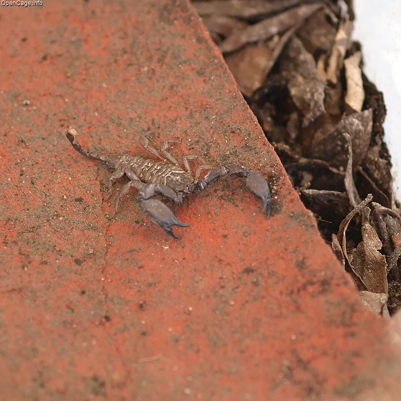 Malaysian Tinybrown Scorpion