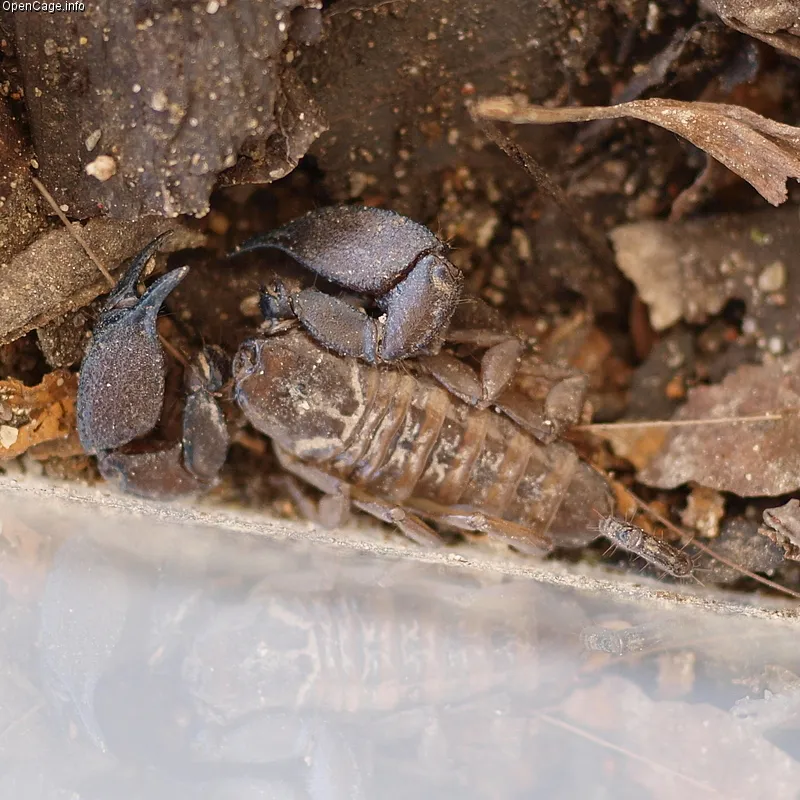 Malaysian Tinybrown Scorpion