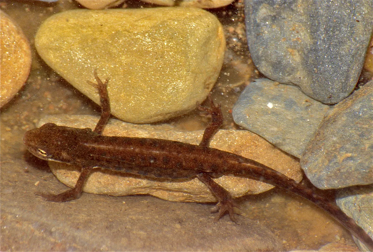 Iberian Newt