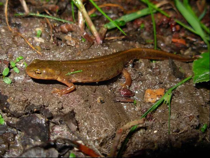 Iberian Newt
