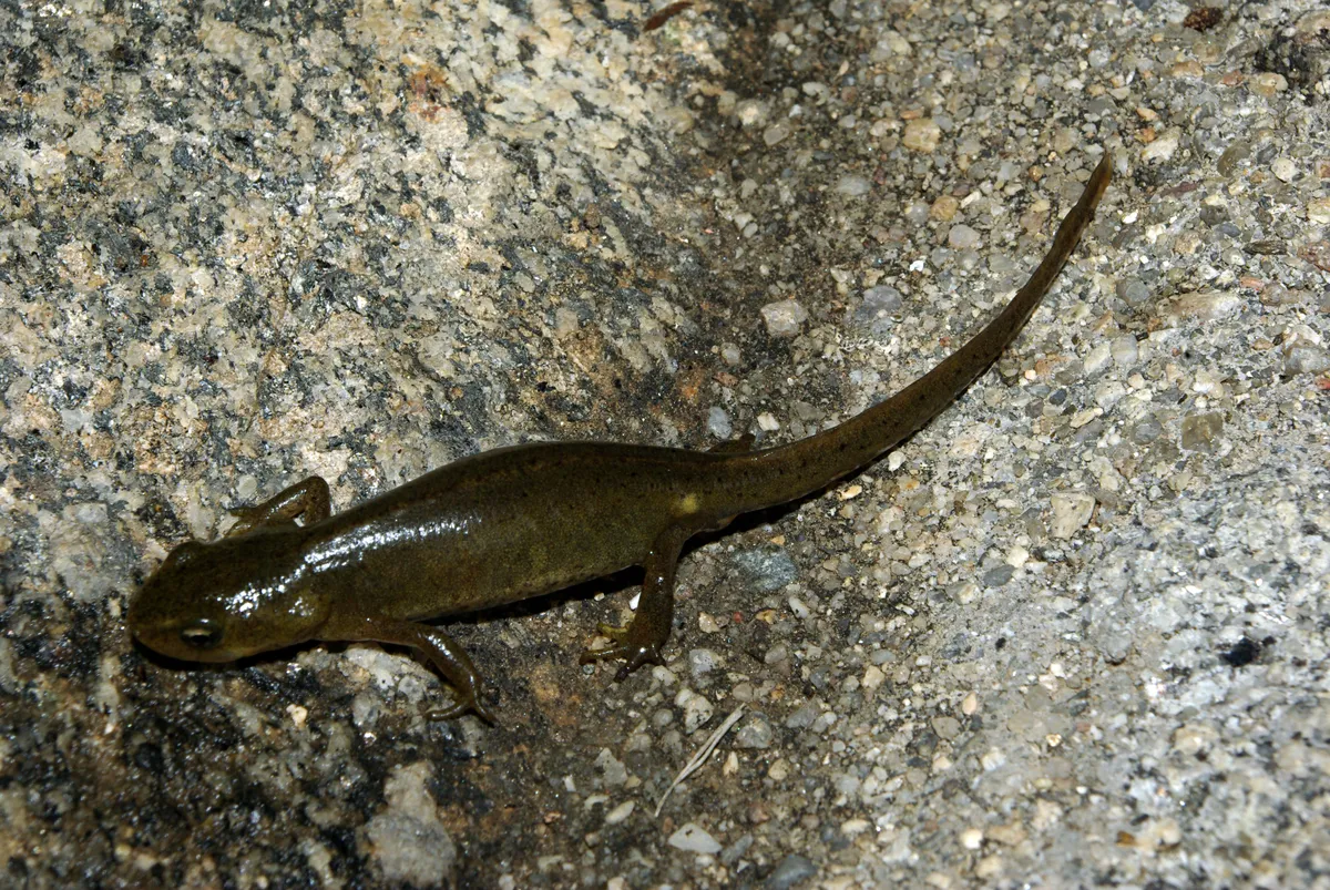 Iberian Newt