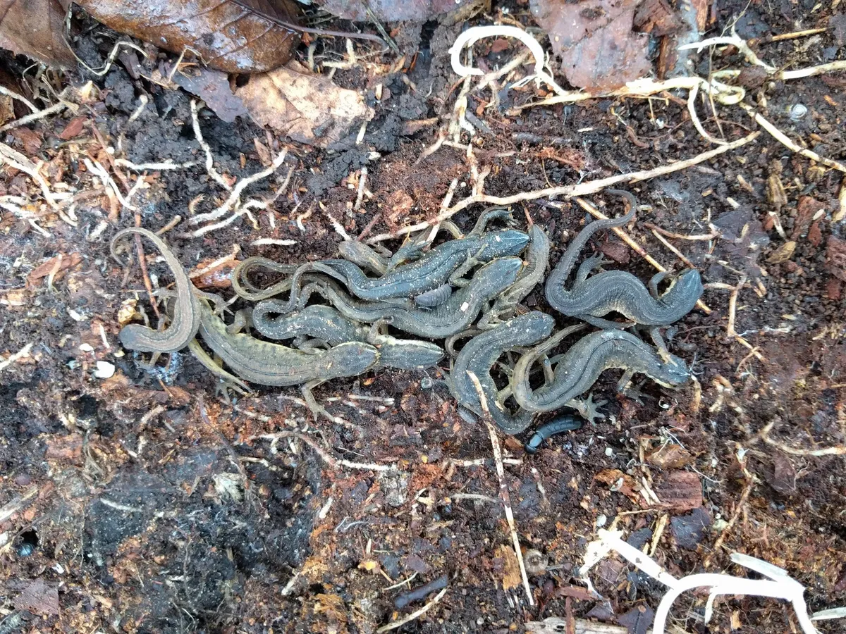 Lissotriton vulgaris