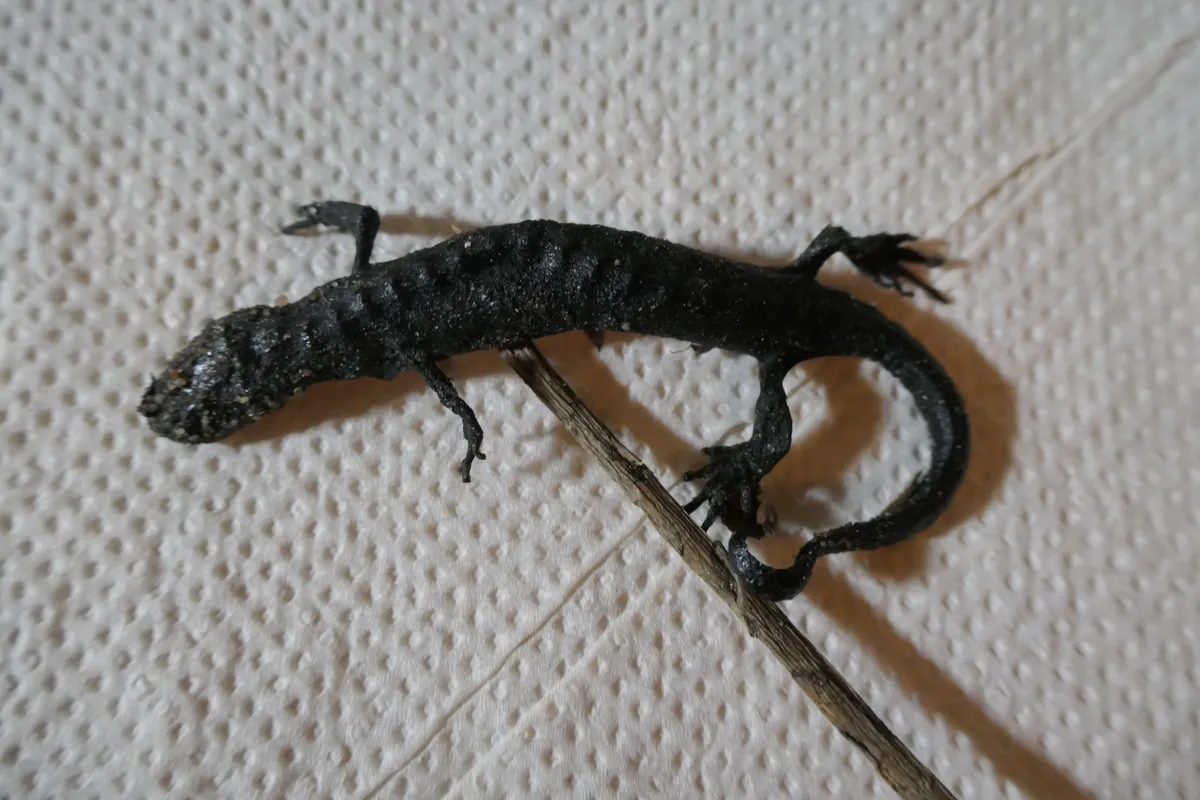 Smooth Newt