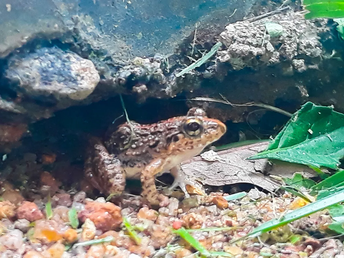 Rana Leopardo del Río Grande