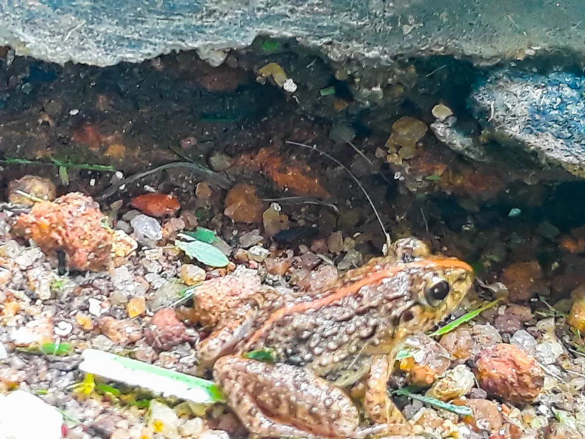 Rana Leopardo del Río Grande