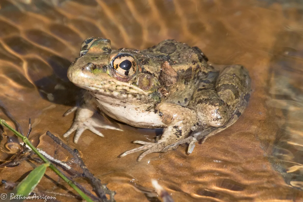 Rana Leopardo del Río Grande
