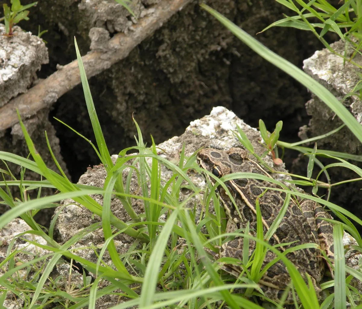 Rana Leopardo de las Praderas