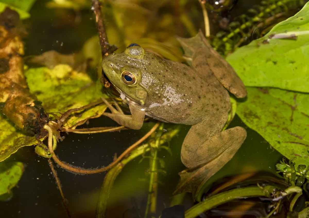 American Bullfrog