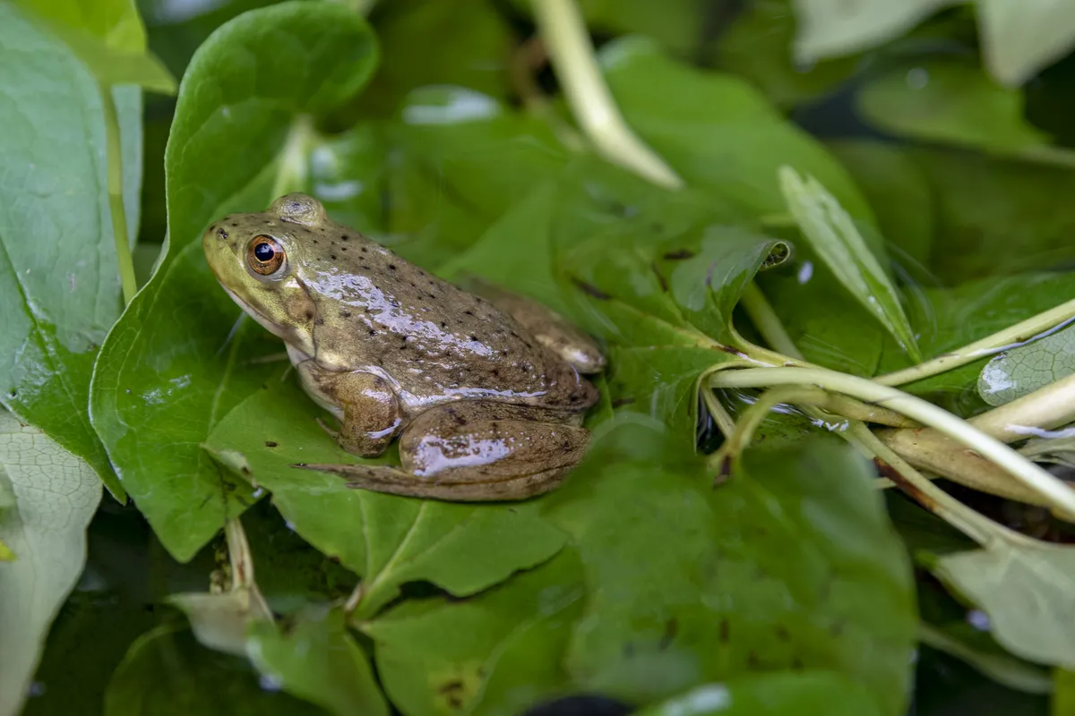 American Bullfrog