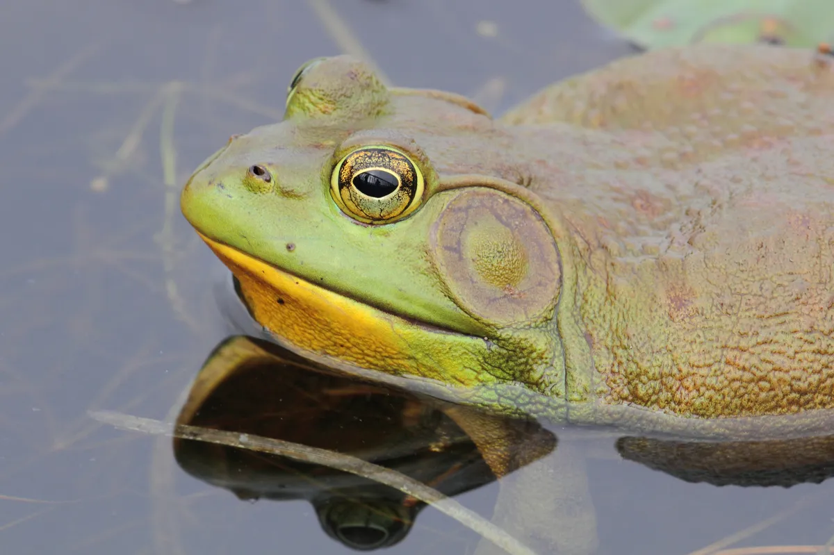 American Bullfrog