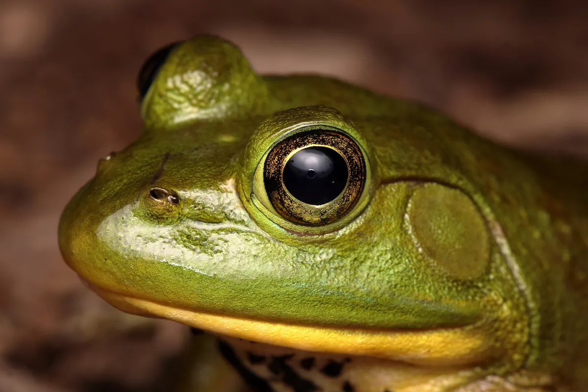 American Bullfrog