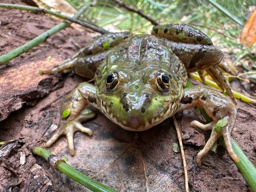 Lithobates chiricahuensis