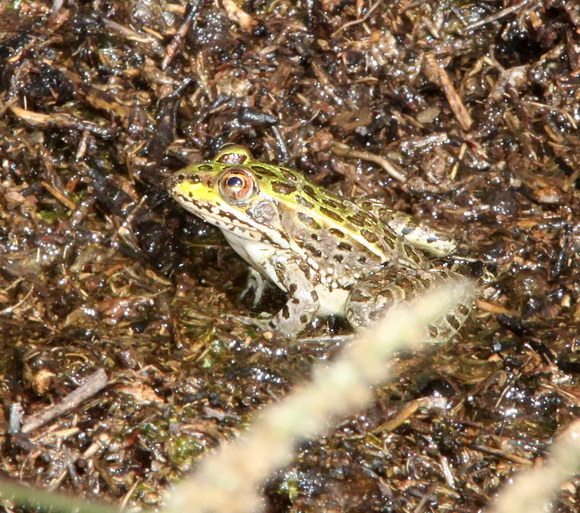Rana Leopardo de Chiricahua
