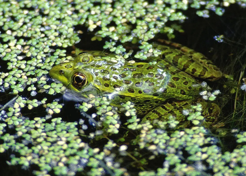 Rana Leopardo de Chiricahua