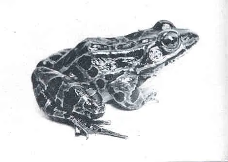 Pickerel Frog