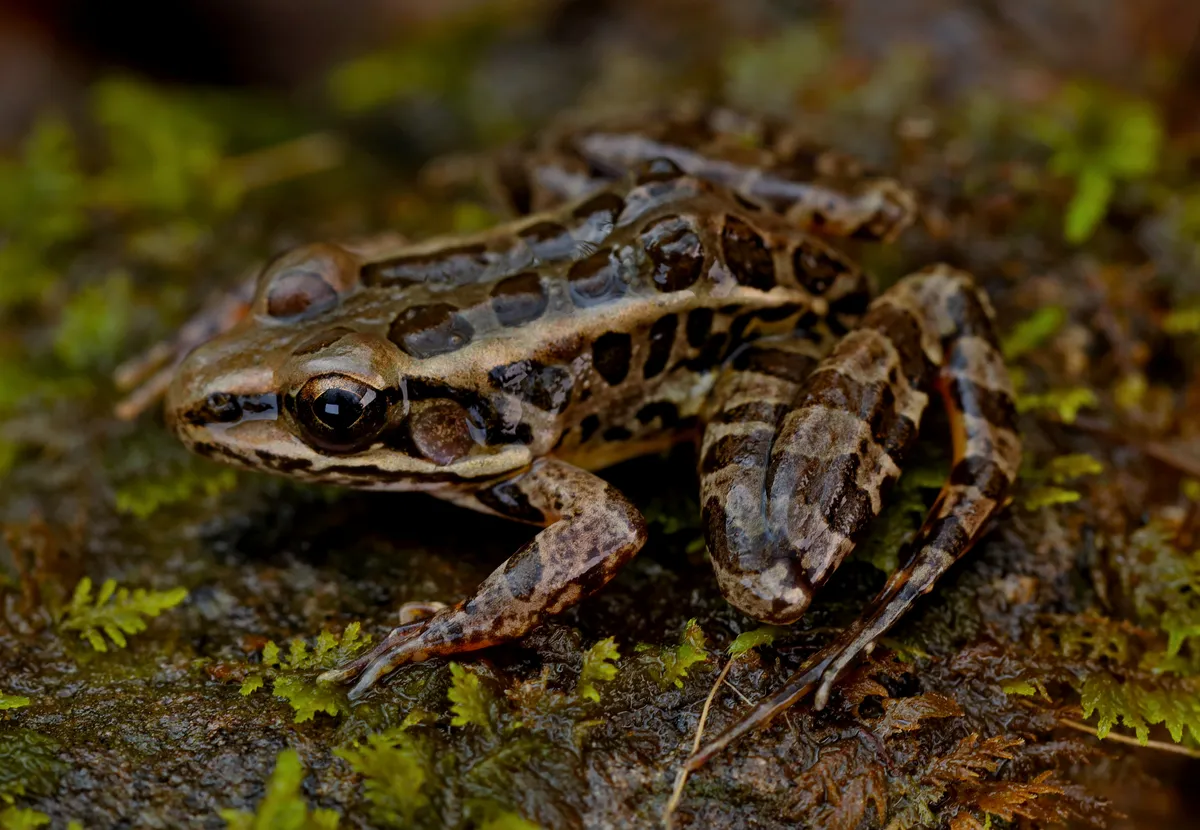 Pickerel Frog
