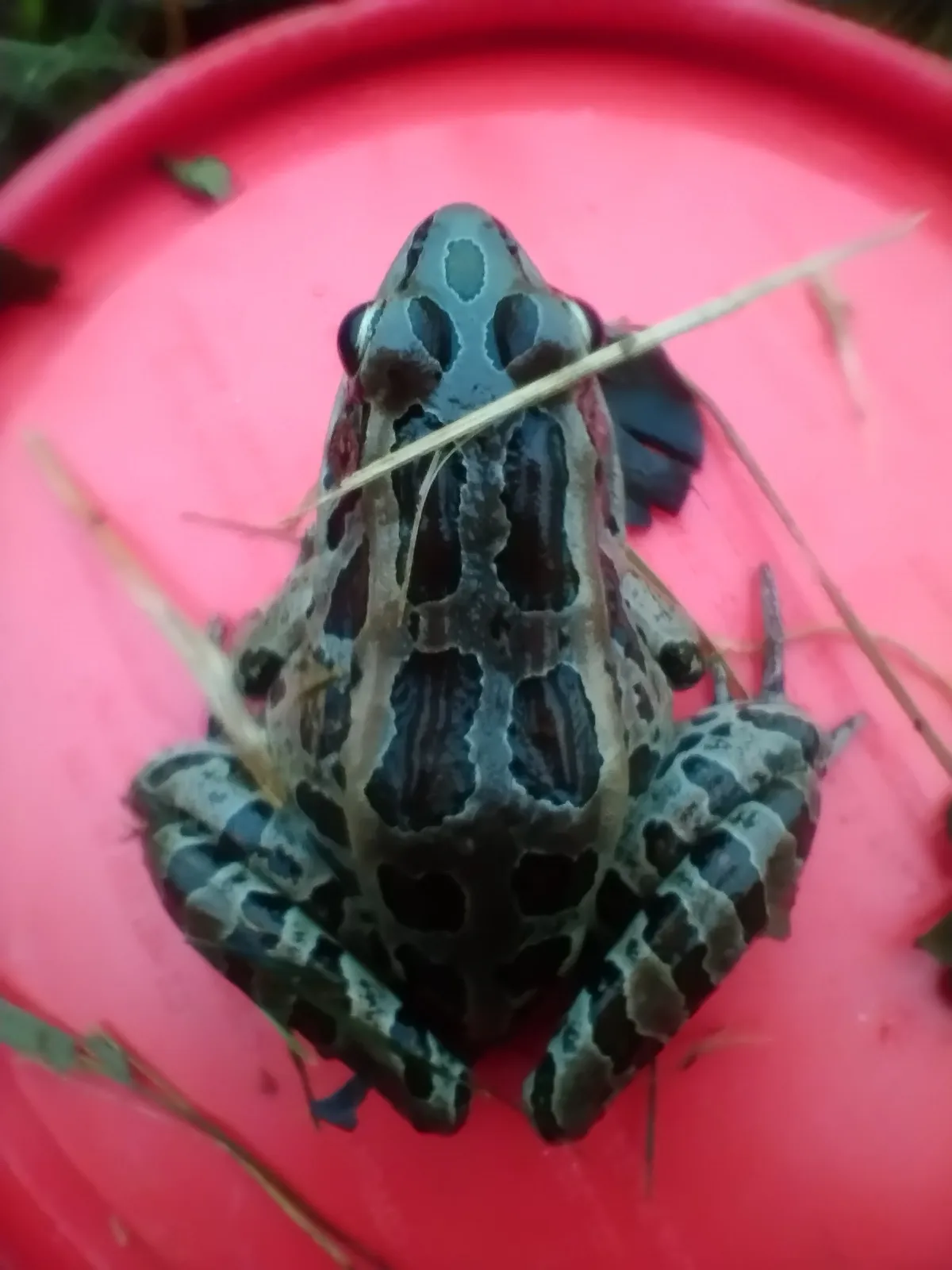 Pickerel Frog