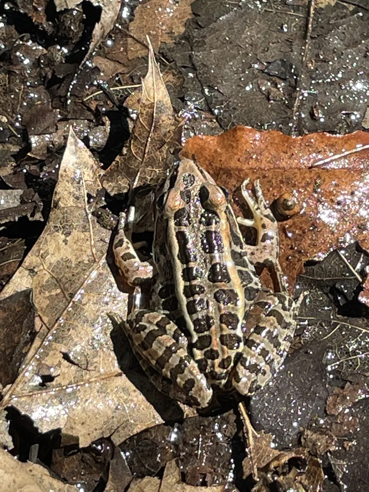 Pickerel Frog