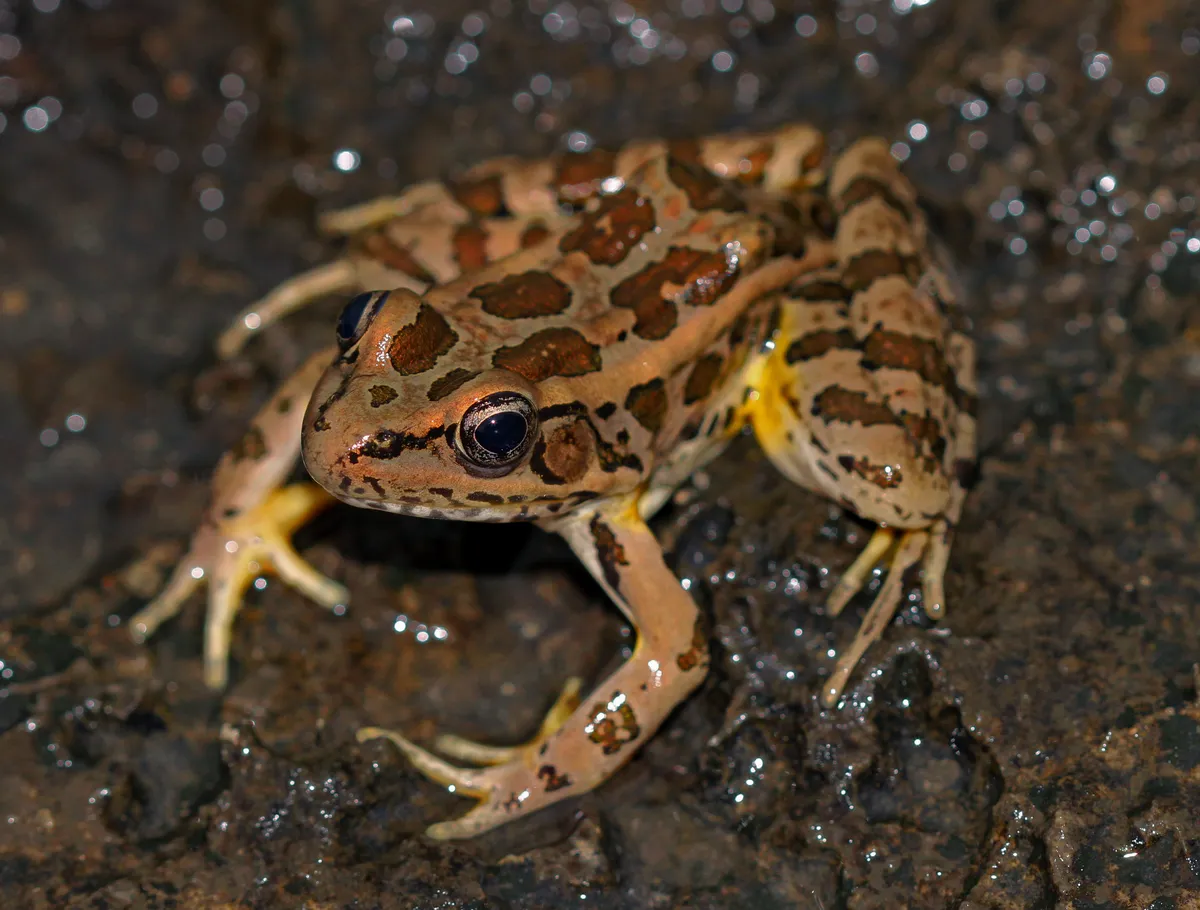 Pickerel Frog
