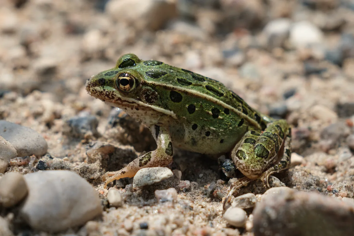 Northern Leopard Frog