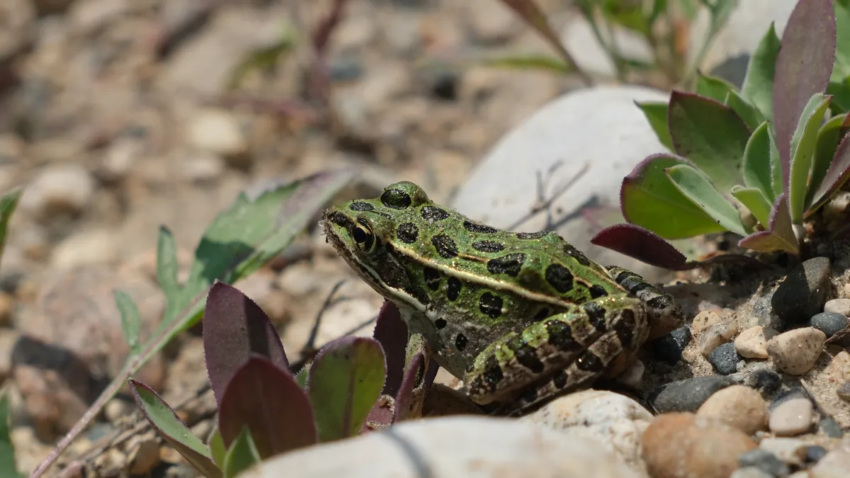 Northern Leopard Frog