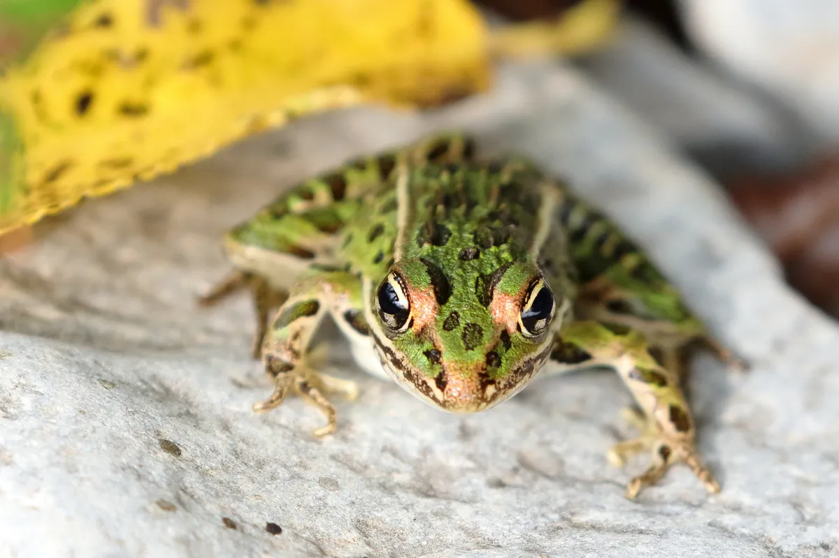 Northern Leopard Frog