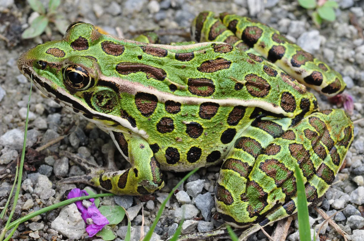 Northern Leopard Frog