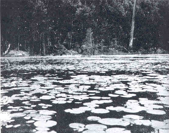 Lithobates septentrionalis