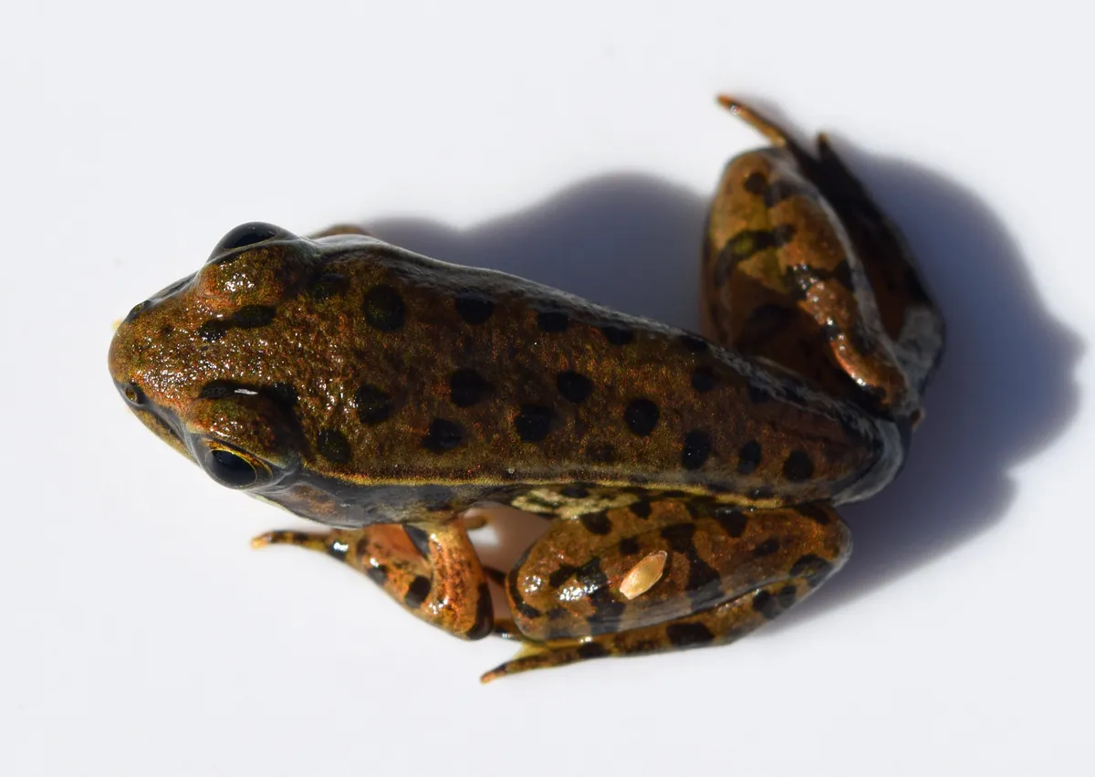 Rana Leopardo Sureña