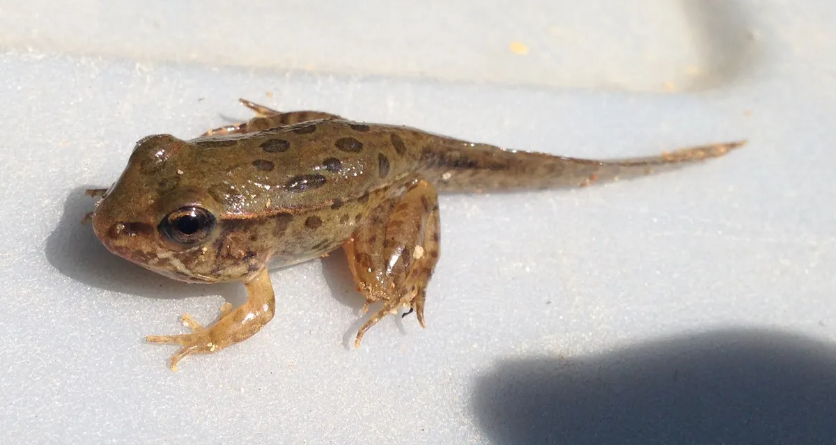 Rana Leopardo Sureña
