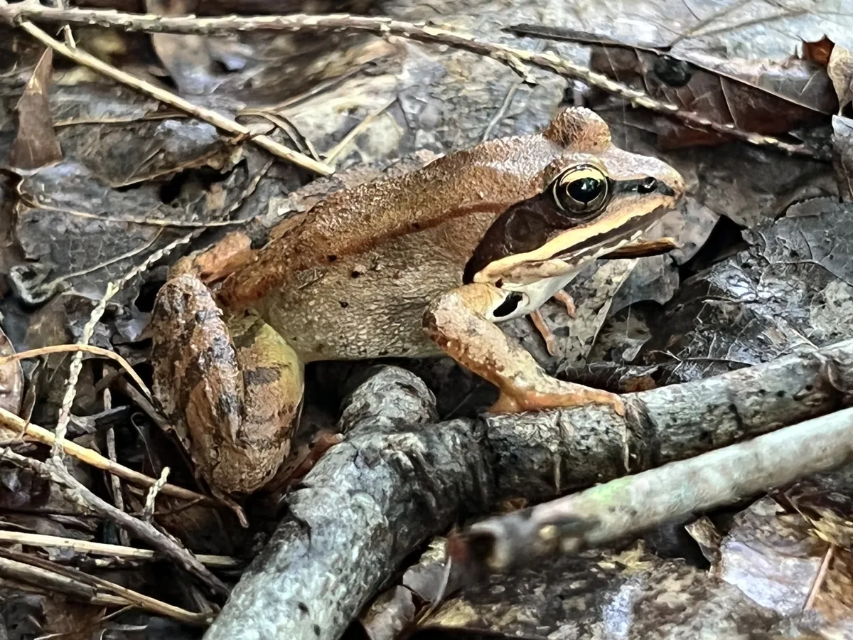 Wood Frog