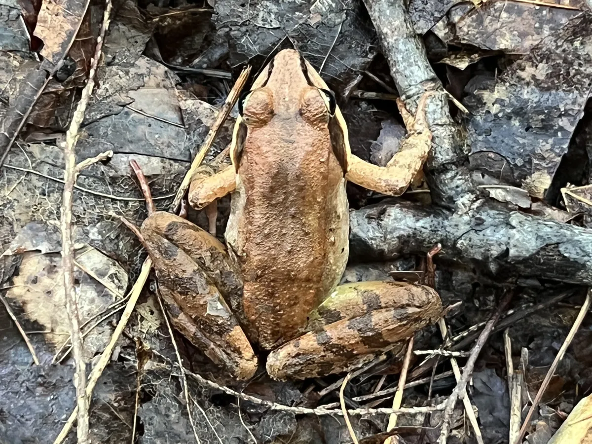 Wood Frog