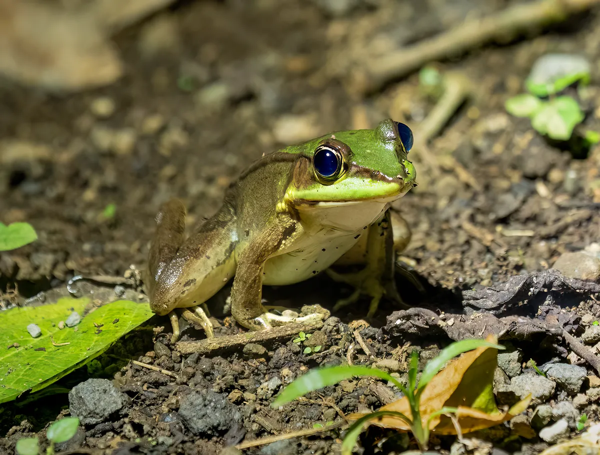 Vaillant's Frog