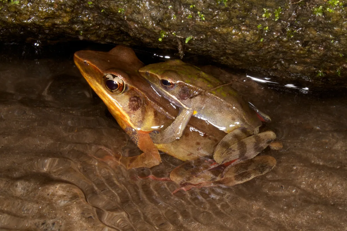 Warszewitsch's Frog