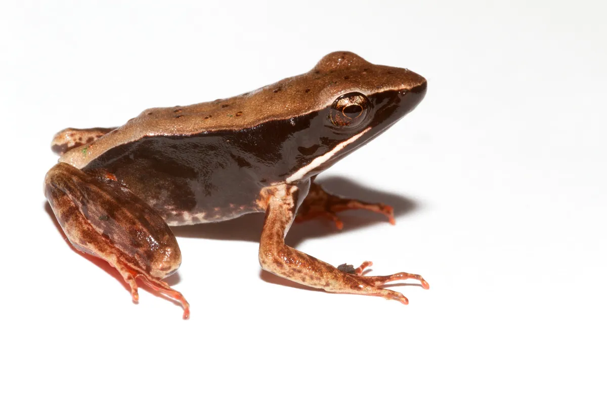 Warszewitsch's Frog