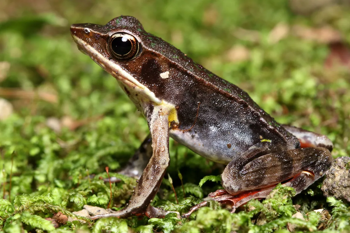Warszewitsch's Frog