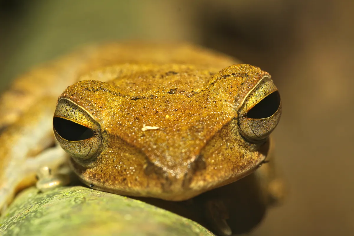 Rana de Árbol Delgada