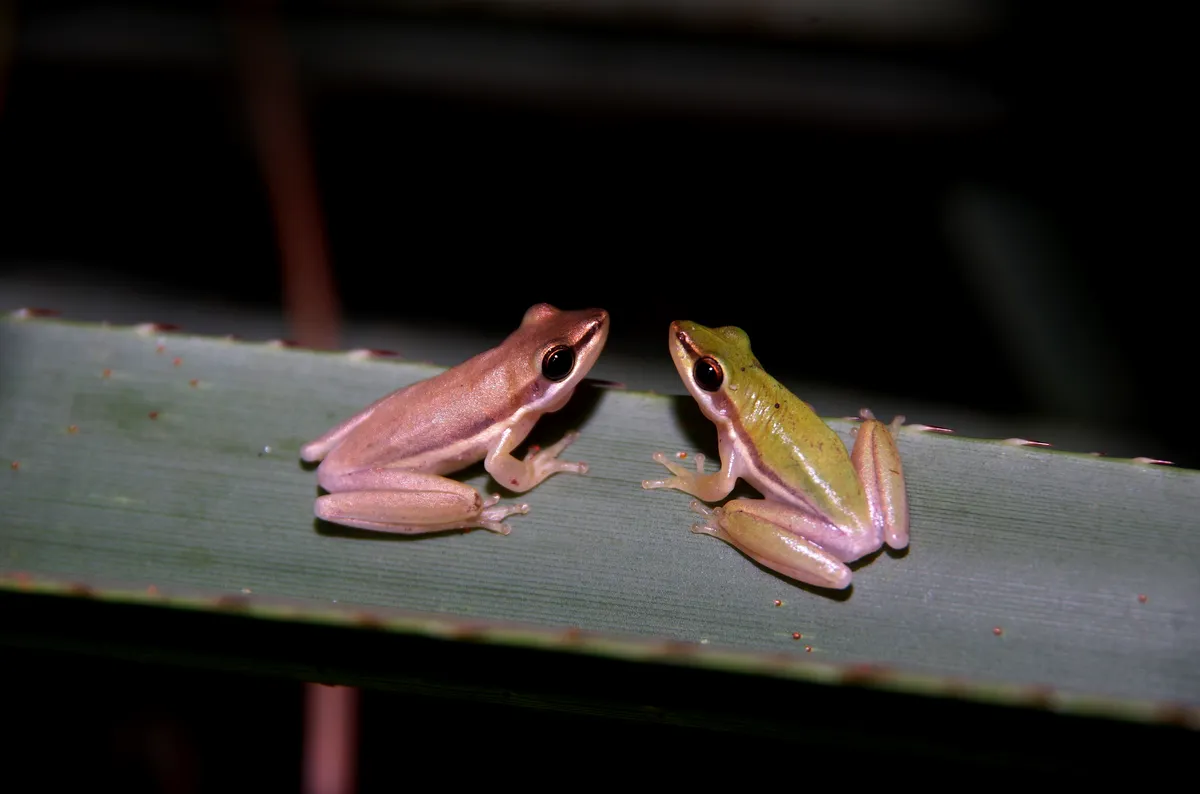 Rana Enana del Norte